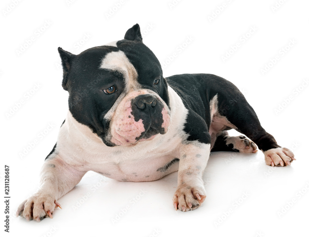 Fototapeta premium male american bully