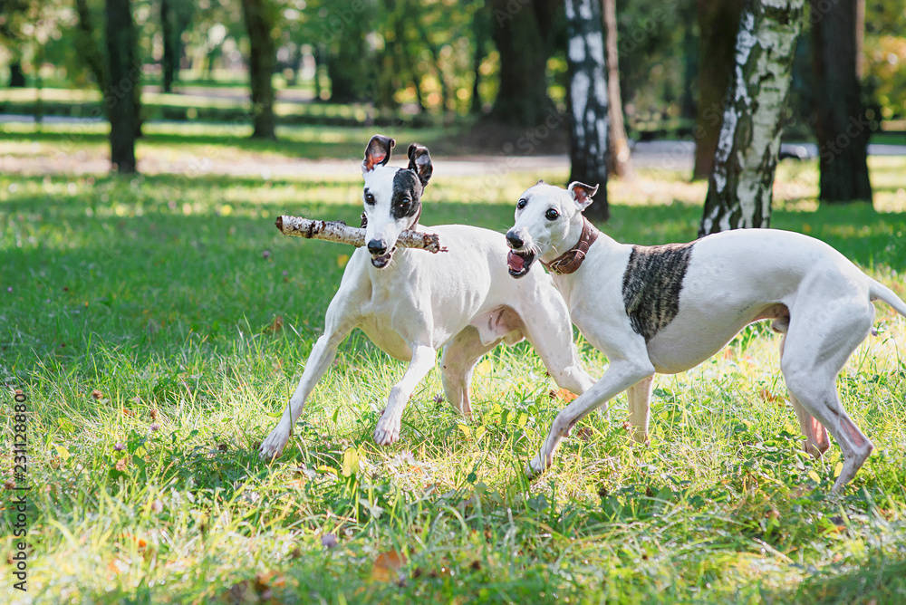 two white whippets playing outdoor in the park