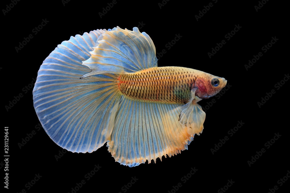 Siamese fighting fish, yellew fish, black background Betta splendens, Betta Fish, Halfmoon Betta. Siamese fighting fish, yellew fish, black background Betta splendens, Betta Fish, Halfmoon Betta.