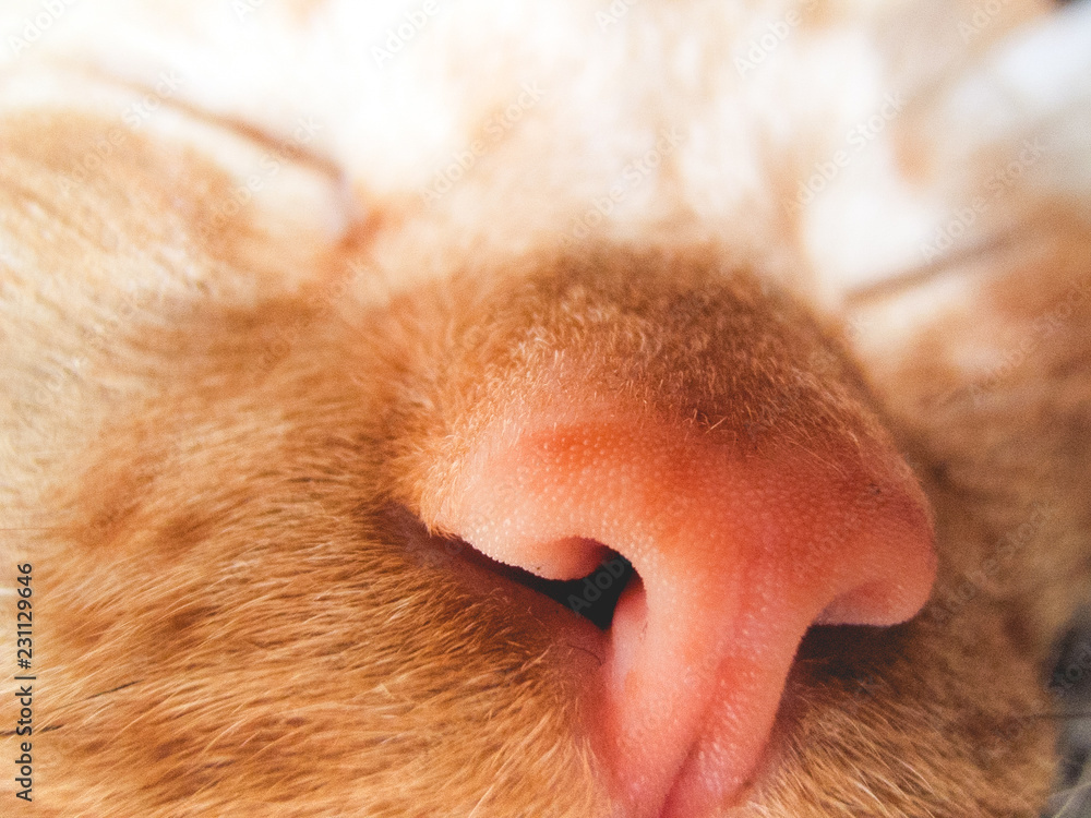 Close-up of a ginger cat's nose. Close-up of a ginger cat's nose.
