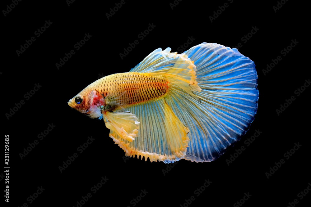 Siamese fighting fish, yellew fish, black background Betta splendens, Betta Fish, Halfmoon Betta. Siamese fighting fish, yellew fish, black background Betta splendens, Betta Fish, Halfmoon Betta.