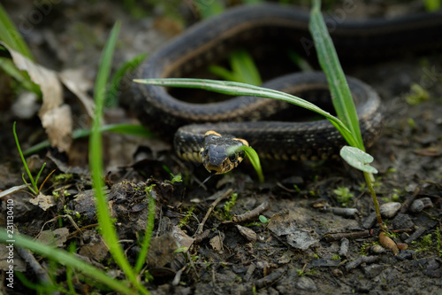 Natrix, Snake, Colubridae in the forest, close up.