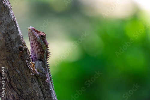 Blue crested Lizard climbing the tree.