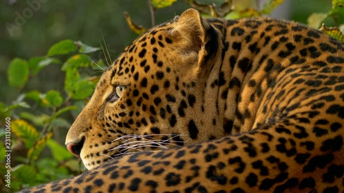Javan leopard (Panthera pardus melas) portrait