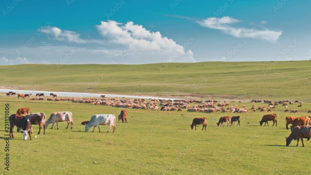 Cows grazing in green pasture Cows grazing in green pasture