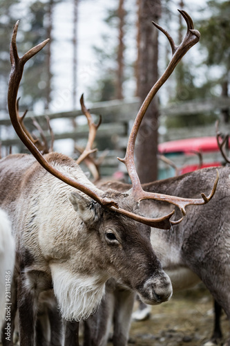 Reindeer in Kuusamo, Finland