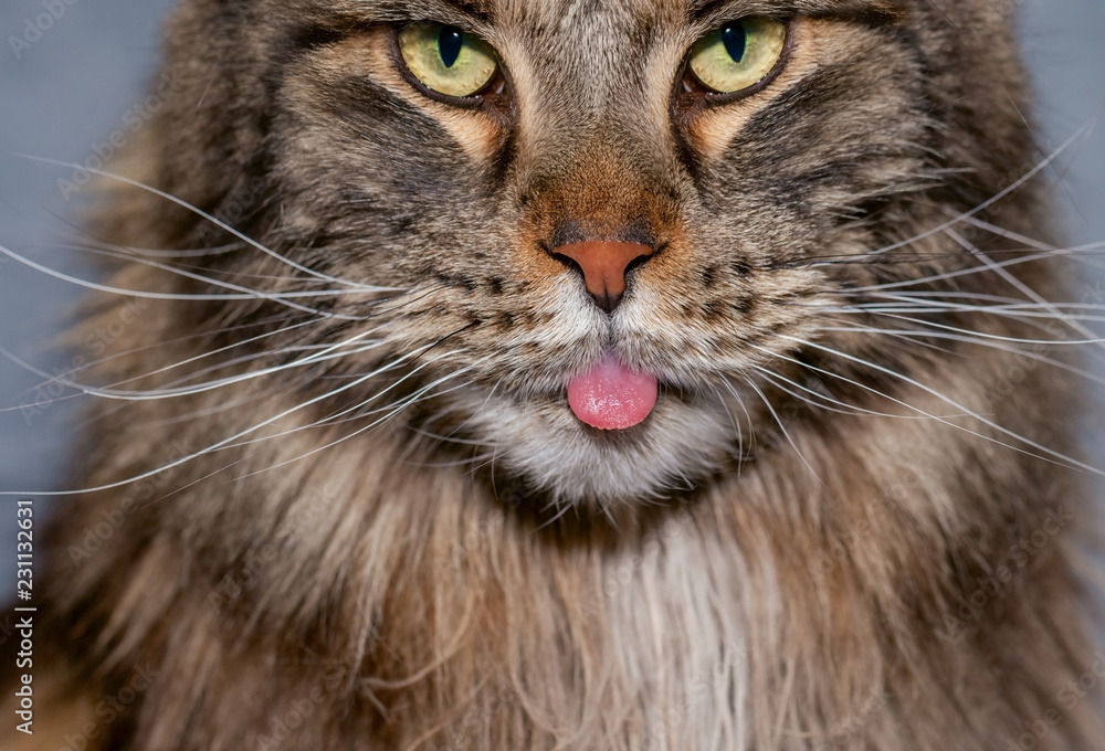 Close-up portrait of black tabby Maine Coon cat looking and teasing  in camera and showing his rose tongue 