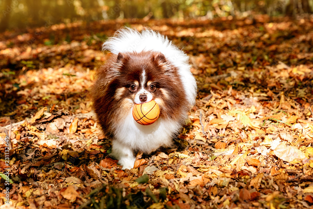 Spitz playing with a ball in the forest Spitz playing with a ball in the forest