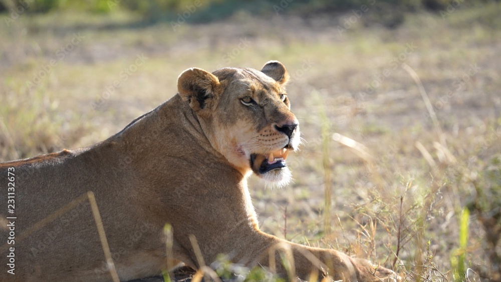 Lionne, Parc Serengeti, Tanzanie Lionne, Parc Serengeti, Tanzanie