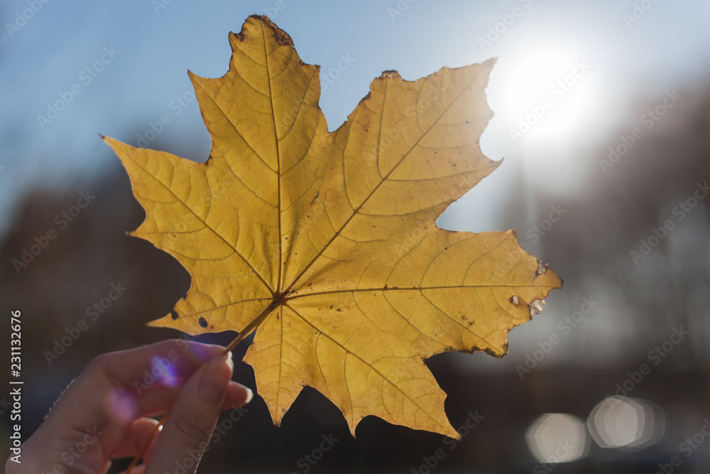 autumn maple leaves on black background