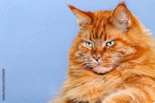 Close-up Portrait of red tabby ginger Maine Coon Cat