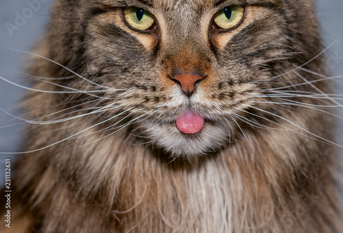 Close-up portrait of black tabby Maine Coon cat looking and teasing in camera and showing his rose tongue 