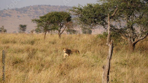 Lionne dans la savane, Parc Serengeti, Tanzanie