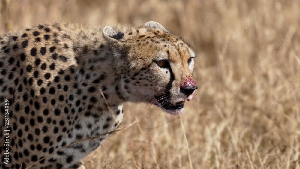 Obraz premium Guépard, Parc Serengeti, Tanzanie