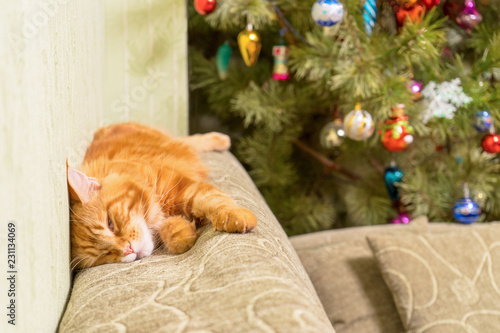 Fototapeta Naklejka Na Ścianę i Meble -  Young red cat of Maine Coon breed sleeping on top of sofa near d
