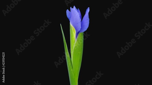 Time-lapse of opening purple with yellow iris 1b1 in PNG+ format with ALPHA transparency channel isolated on black background
 photo