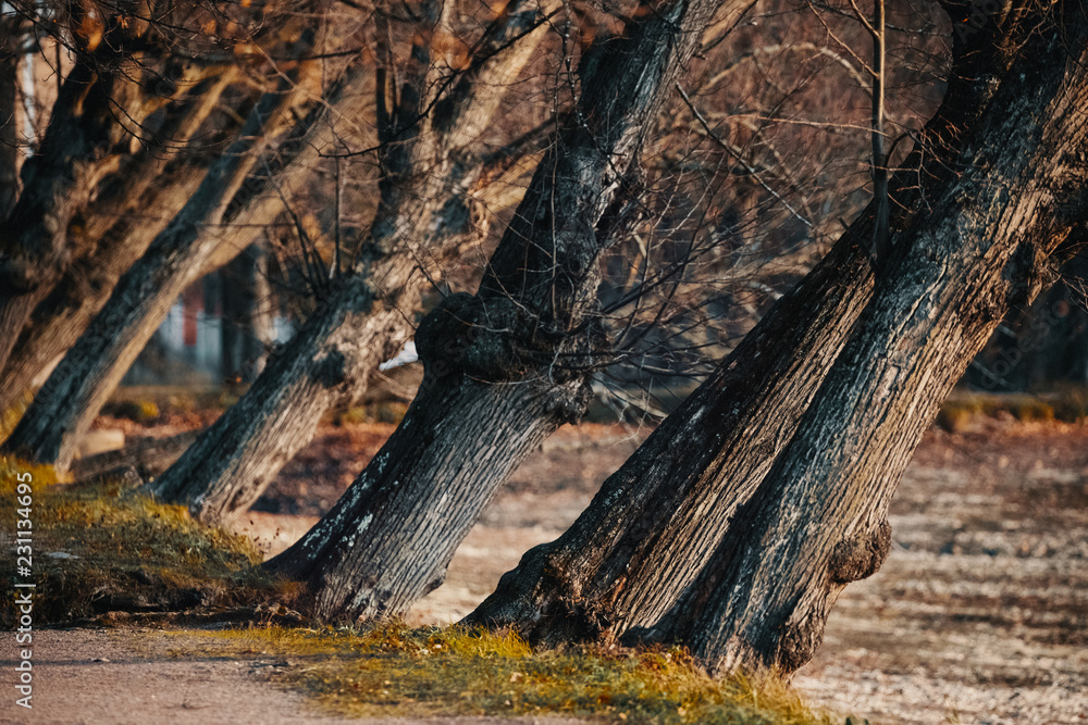 the slope of the trees. late autumn forest. red leaves on wet ground. narrow paths. the slope of the trees. late autumn forest. red leaves on wet ground. narrow paths.