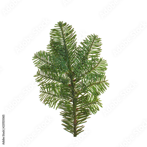 Christmas spruce branch isolated on white background