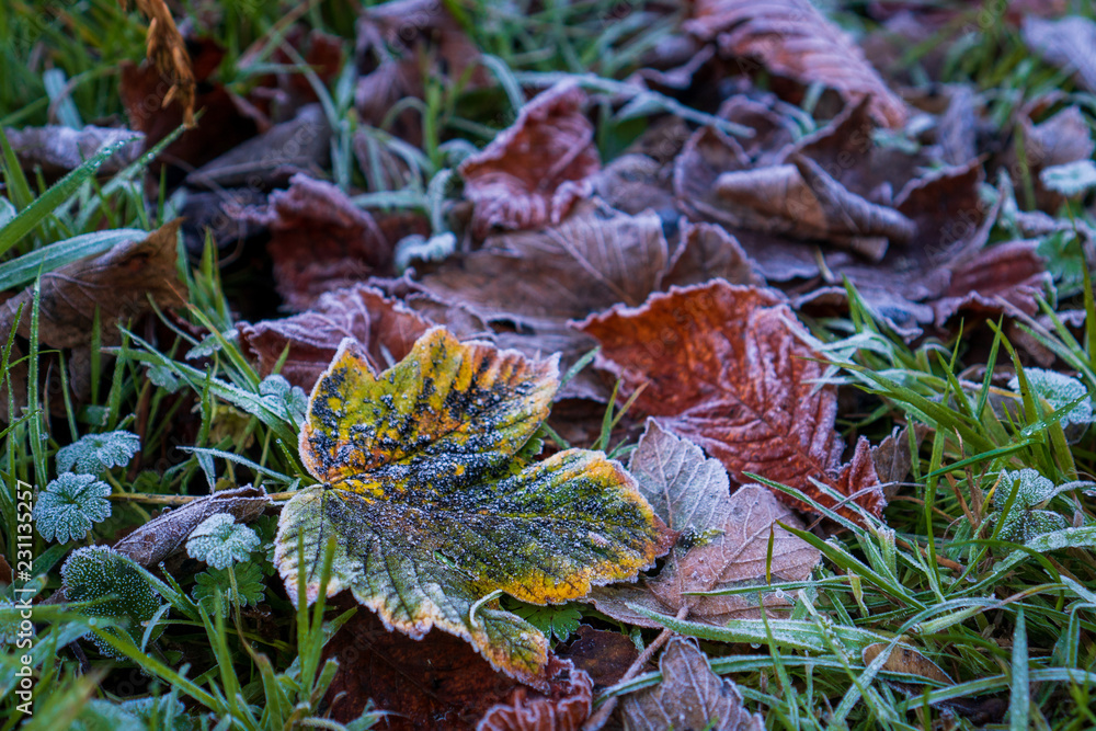 Colorful fallen autumn leaves covered in frost on a cold morning. Frozen leaves on the ground.