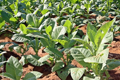 Cultivo de tabaco para puros en Viñales, Cuba. photo