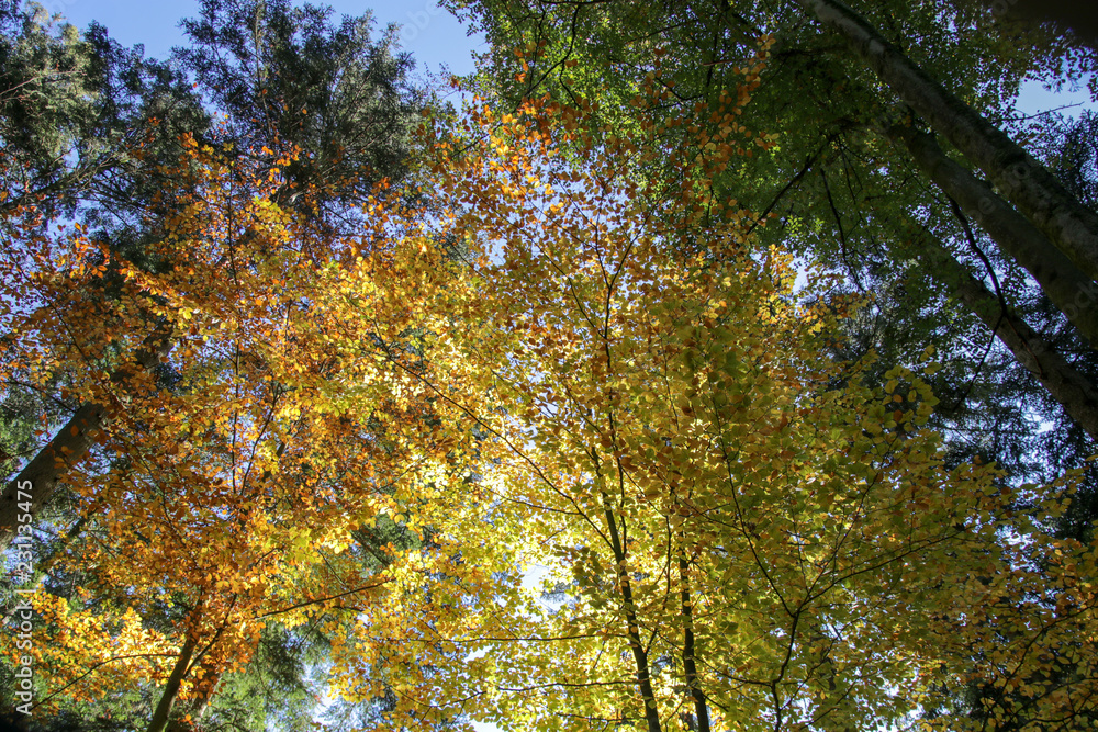 Baumkronen im Herbst von unten gesehen Baumkronen im Herbst von unten gesehen