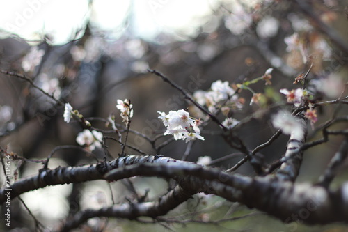 四季桜