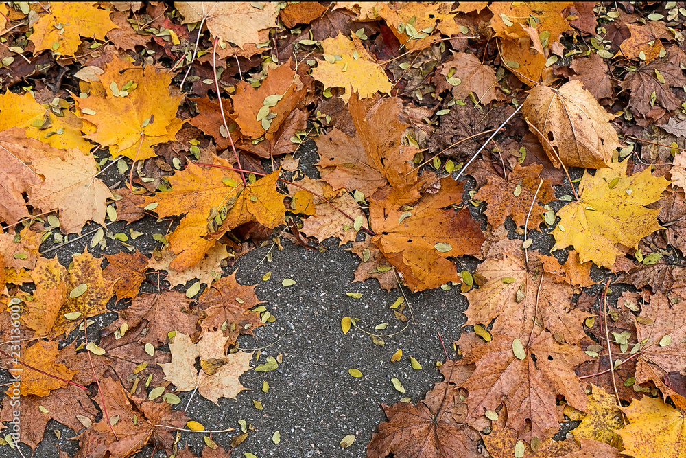 autumn maple leaves on asphalt