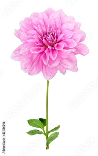 Pink dahlia with stem and leaves isolated on white background