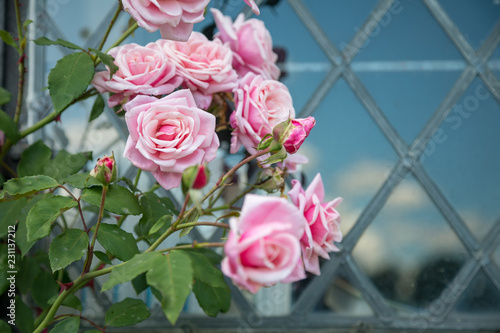 Romantic pink roses at Sissinghurst Castle in front of medieval stained glass photo