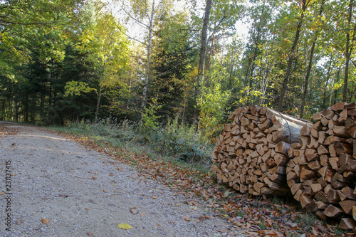 Holz am Wegesrand im Wald