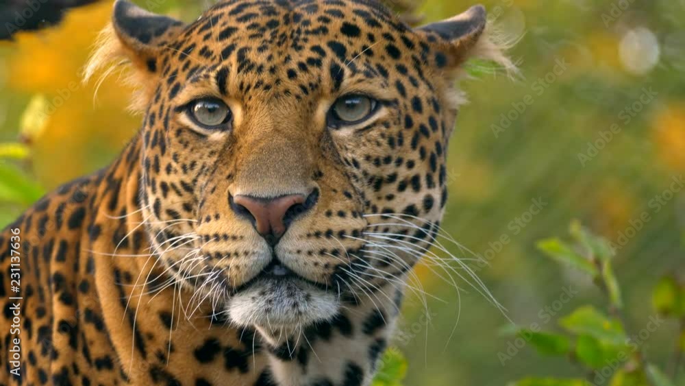 Javan leopard (Panthera pardus melas) scratching Javan leopard (Panthera pardus melas) scratching