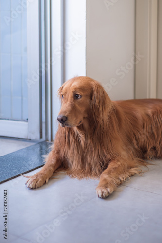 Golden retriever lying on the ground