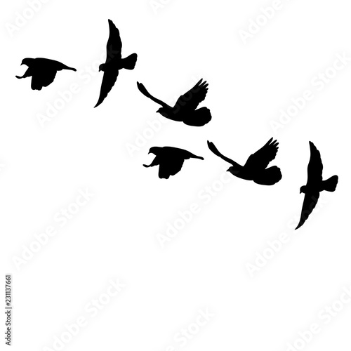 set of flying birds silhouettes