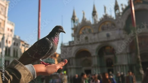 Full HD slow motion of beautiful bird moving in front of San Giorgio Maggiore in Venice, Italy, Europe