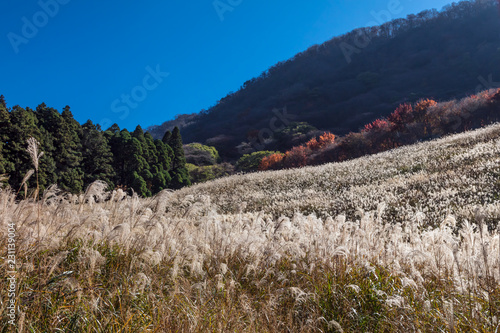 鷹巣原高原