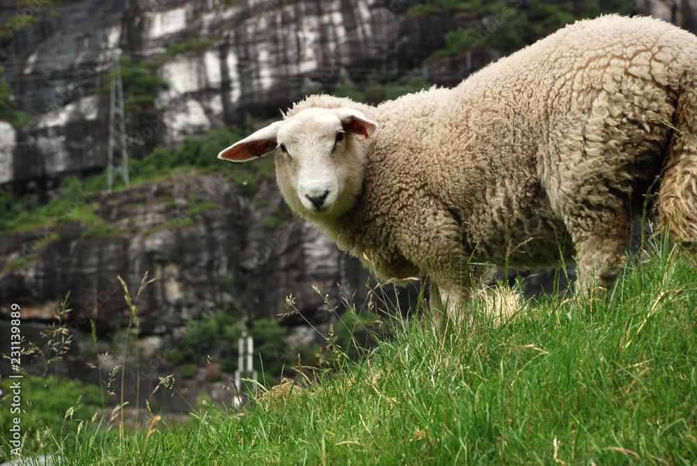 Obraz premium White sheep standing at the green grass and looking at you with grey rock wall on the background.