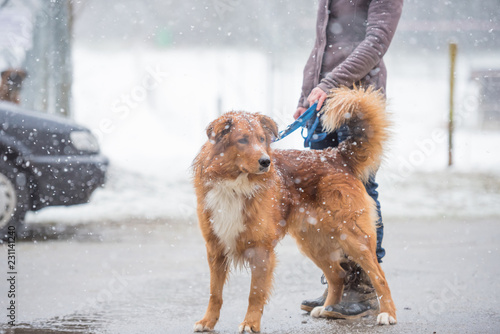 Fototapeta Naklejka Na Ścianę i Meble -  Woman with dog walk in winter on a snovy street