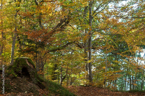 beautiful trees in the autumnal forest