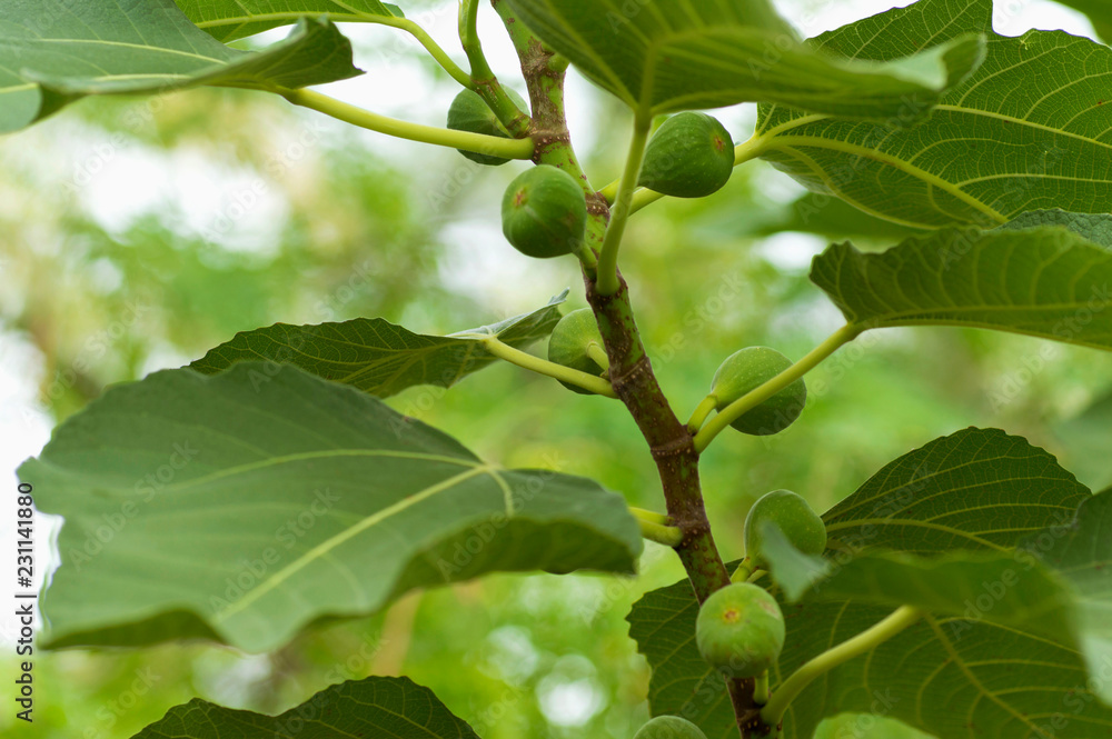 Tree with green figs near Pune, Maharashtra. Tree with green figs near Pune, Maharashtra.