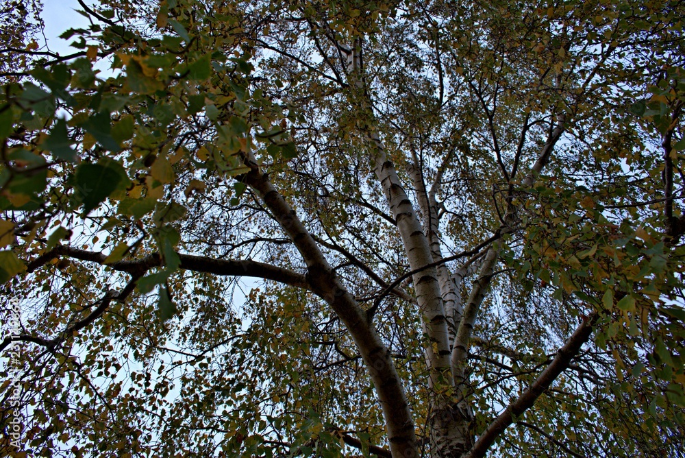 Fototapeta premium under a three