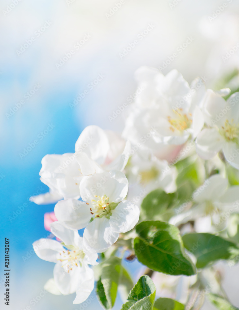 Spring Apple Blossom over blue sky. Spring Apple Blossom over blue sky.