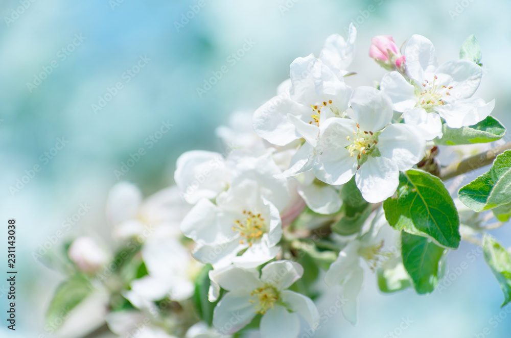 Fototapeta premium Spring Apple Blossom over blue sky.