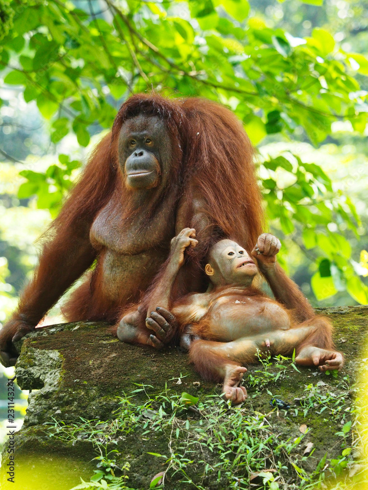 Obraz premium Borneo Orang Utan taking a rest at their playground