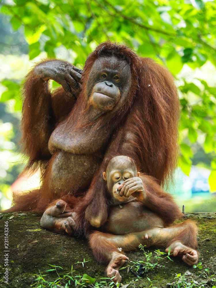 Borneo Orang Utan taking a rest at their playground Borneo Orang Utan taking a rest at their playground