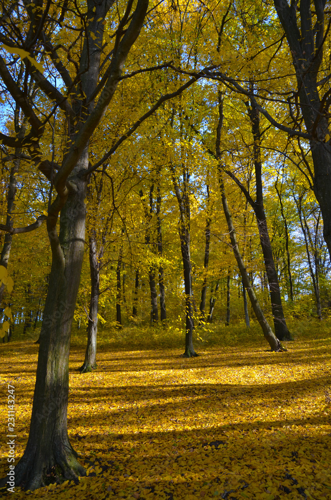 Fototapeta premium Fallen leaves in autumn forest