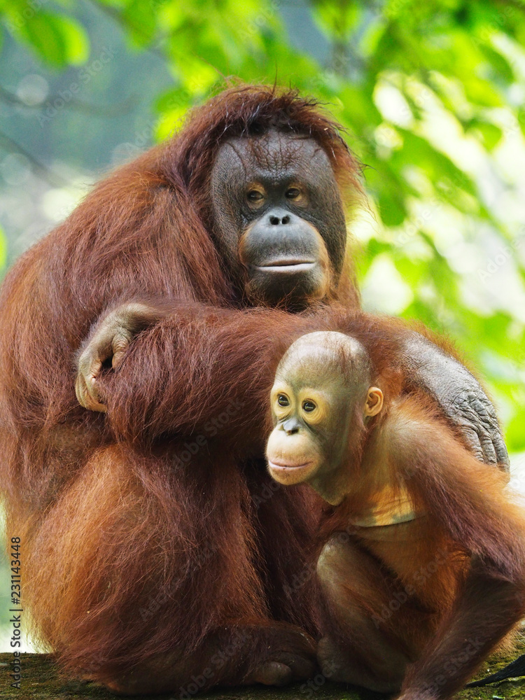 Borneo Orang Utan taking a rest at their playground Borneo Orang Utan taking a rest at their playground