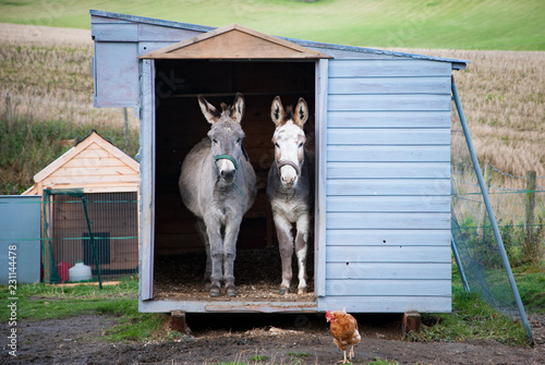 Two donkeys waiting for the sun in their hut