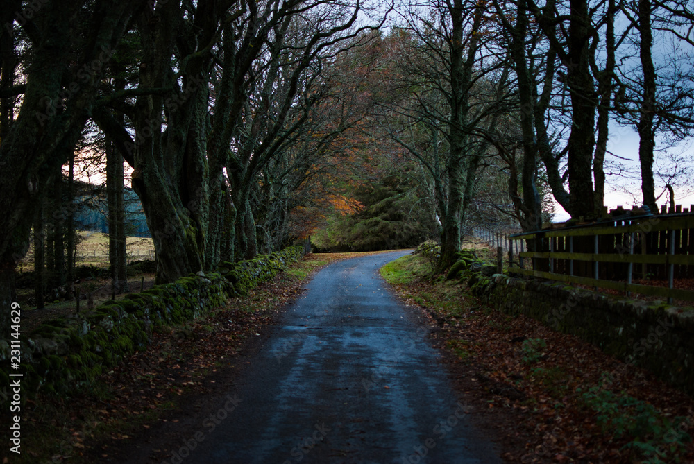Colorful alley with trees and street in the winter