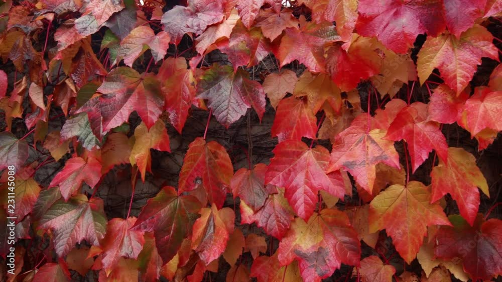 Red Fall Leaf Wall Background Panning Slow Motion Red Fall Leaf Wall Background Panning Slow Motion