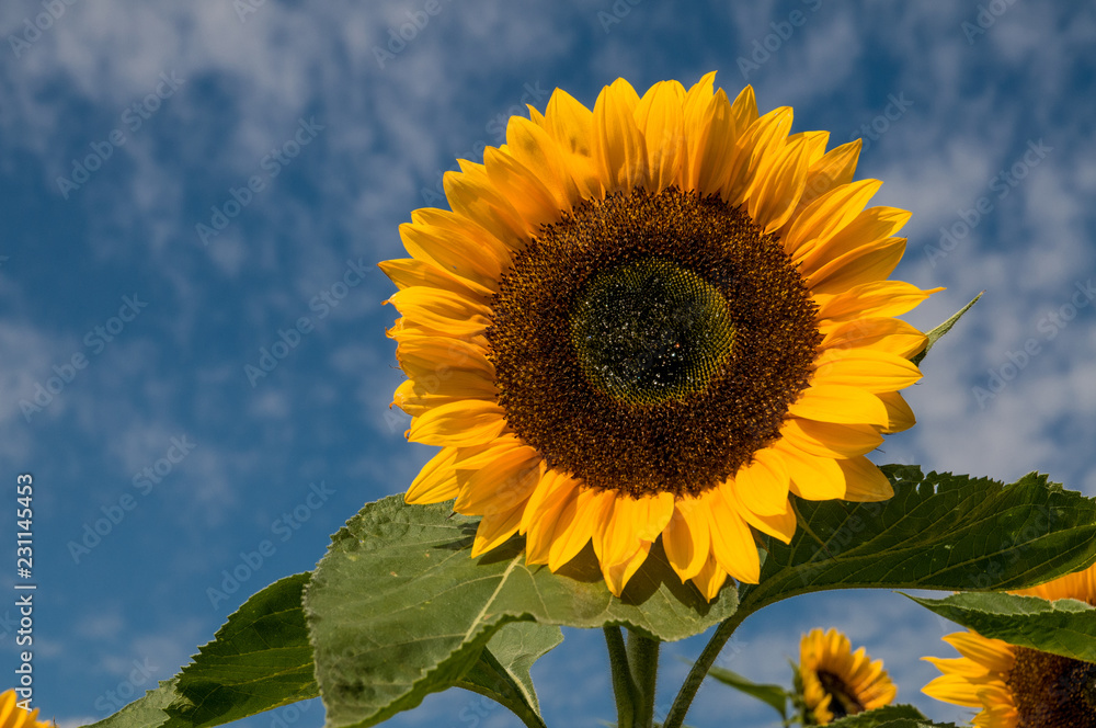 Sonnenblume mit blauen Himmel und Wolken als Hintergrund am sonnigen Tag Sonnenblume mit blauen Himmel und Wolken als Hintergrund am sonnigen Tag